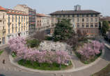 20120316_120553 Fioritura in piazza Tommaseo.jpg